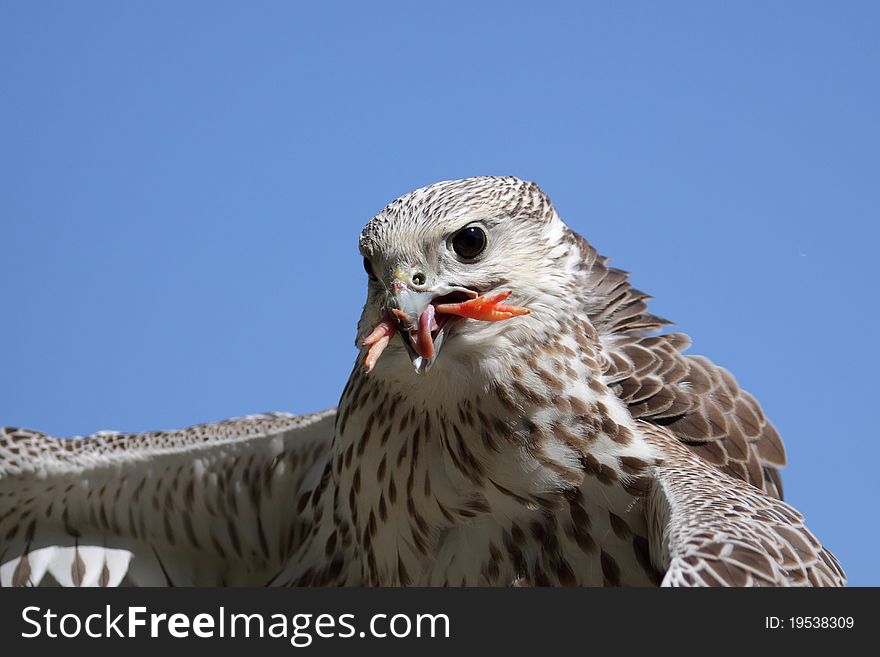 The detail of gyrfalcon (falco rusticolus) with the hunted food in its mouth.