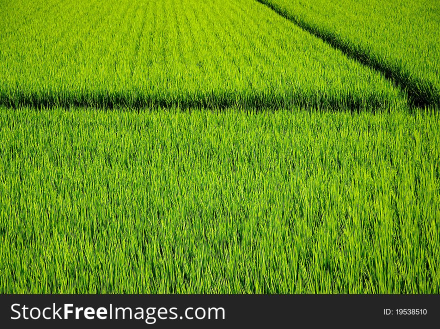 Rice Fields