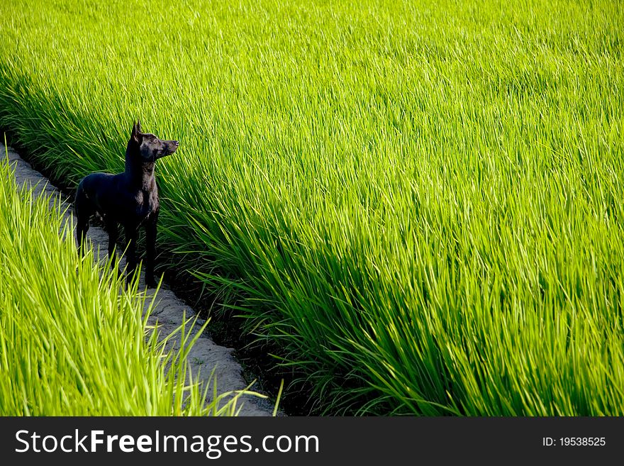 A Black Dog On Rice Paddy