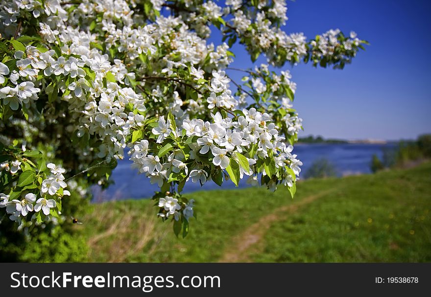 Apple-tree in color in a fair weather on the bank of the great river Volga in the disctrict of the city of Dubna of Moscow Region. The clear dark blue sky, the blue water of the river leaving for horizon, green river bank and a footpath along coast. Apple-tree in color in a fair weather on the bank of the great river Volga in the disctrict of the city of Dubna of Moscow Region. The clear dark blue sky, the blue water of the river leaving for horizon, green river bank and a footpath along coast.