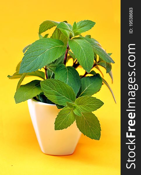 Green Mint Flower On A Yellow Background