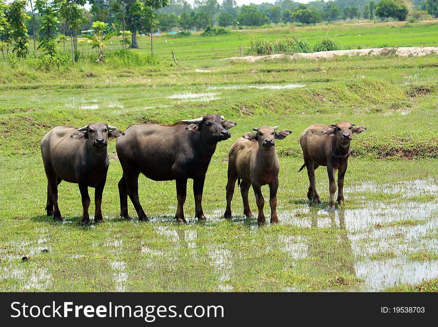 Buffalo in the field, Thailand