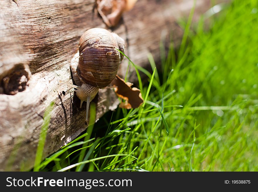 Snail on a tree and green grass