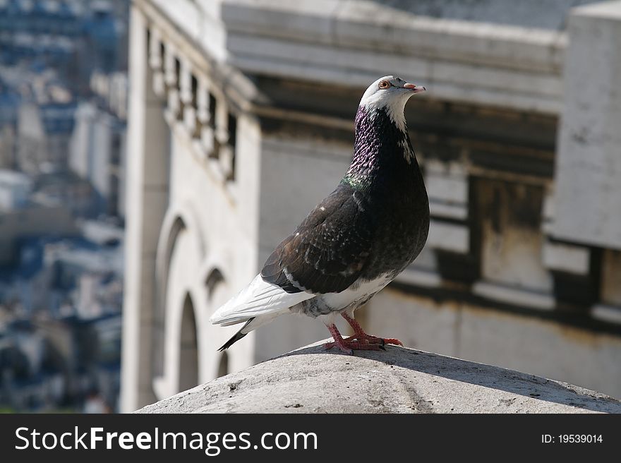 This pigeon is leaving in the basilica of the SacrÃ©-Coeur in Paris. This pigeon is leaving in the basilica of the SacrÃ©-Coeur in Paris