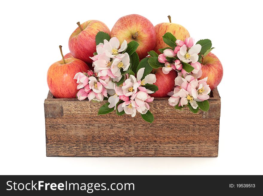 Apple flower blossom with gala apples in a rustic wooden box, isolated over white background. Apple flower blossom with gala apples in a rustic wooden box, isolated over white background.