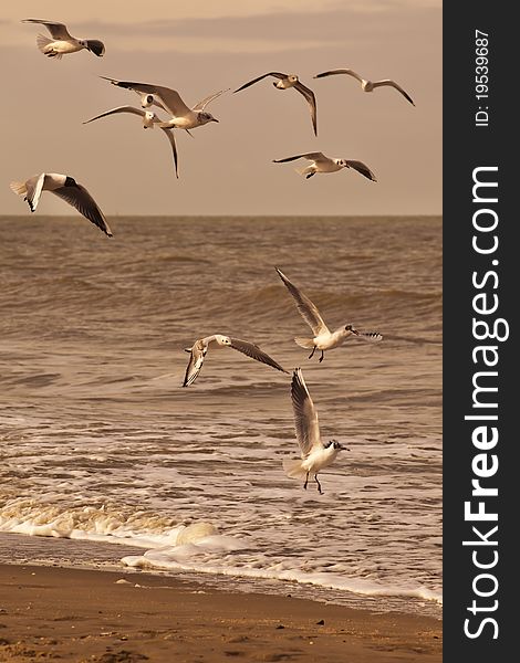 Flying seagulls on the sea