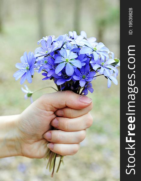Woman holding blossoming blue Hepatica. Woman holding blossoming blue Hepatica