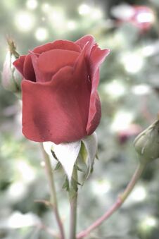 Perfect Red Rose. Stock Image Perfect Red Rose. Stock Image