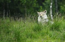 Wolf In A Grass Stock Photography