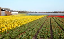 Dutch Flowers Stock Photo