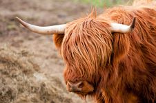 Highland Cattle Stock Image