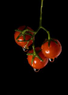 Cherry Tomatoes Stock Photography