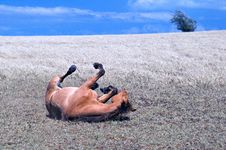 Horse Playing Stock Photography Horse Playing Stock Photography
