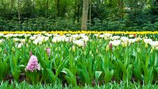 Multicolored Flowerbed . Stock Image Multicolored Flowerbed . Stock Image