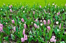 Multicolored Flowerbed . Stock Photos Multicolored Flowerbed . Stock Photos
