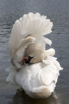 White Swan On The Lake In Hyde Park. Royalty Free Stock Photography