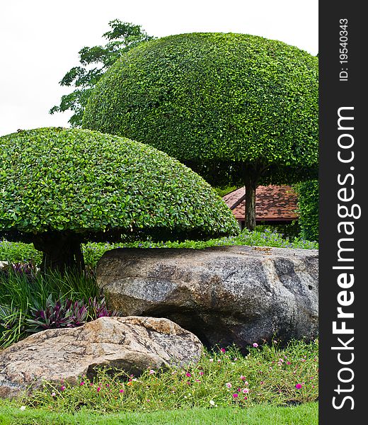 Two cutting tree in Japanese's garden style