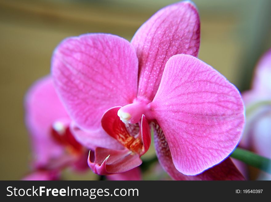 Pink flower of an orchid with three big petals