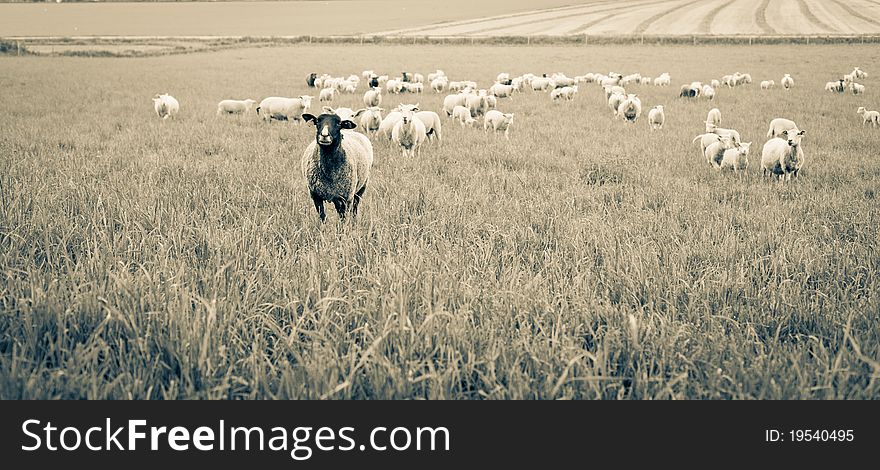 Flock of sheep grazing in sweden. Flock of sheep grazing in sweden