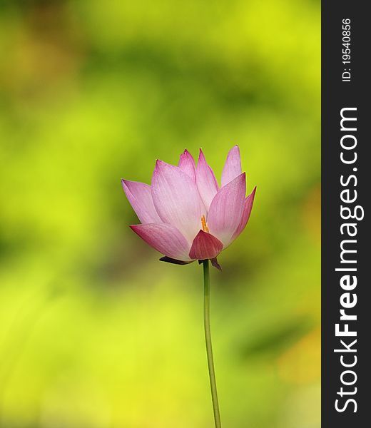 Single lotus flower on green and yellow background