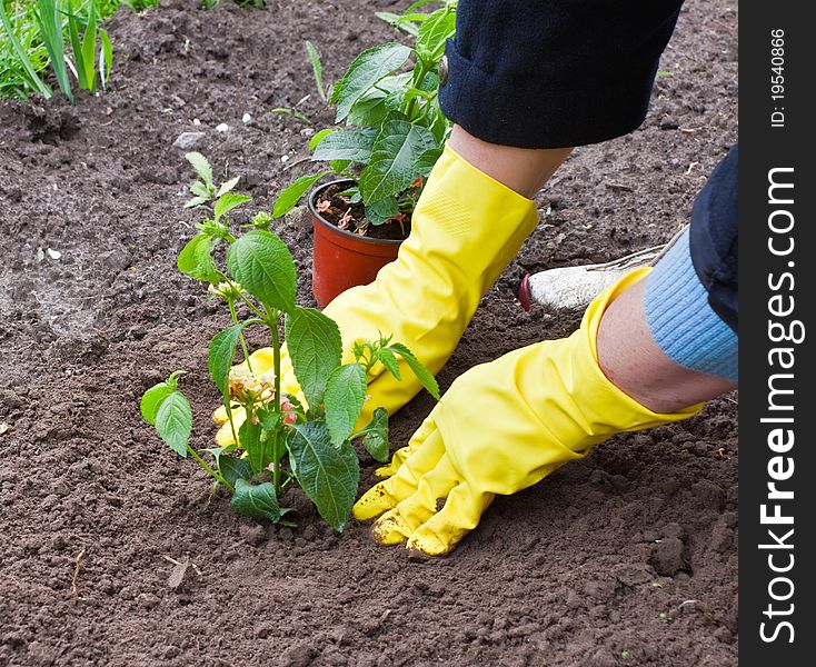 Gardener gloves planted flower in the garden