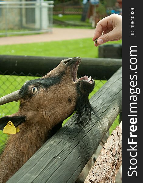 Hungry goat and a feeding hand