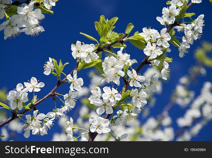 White flowers of a cherry against the dark blue sky