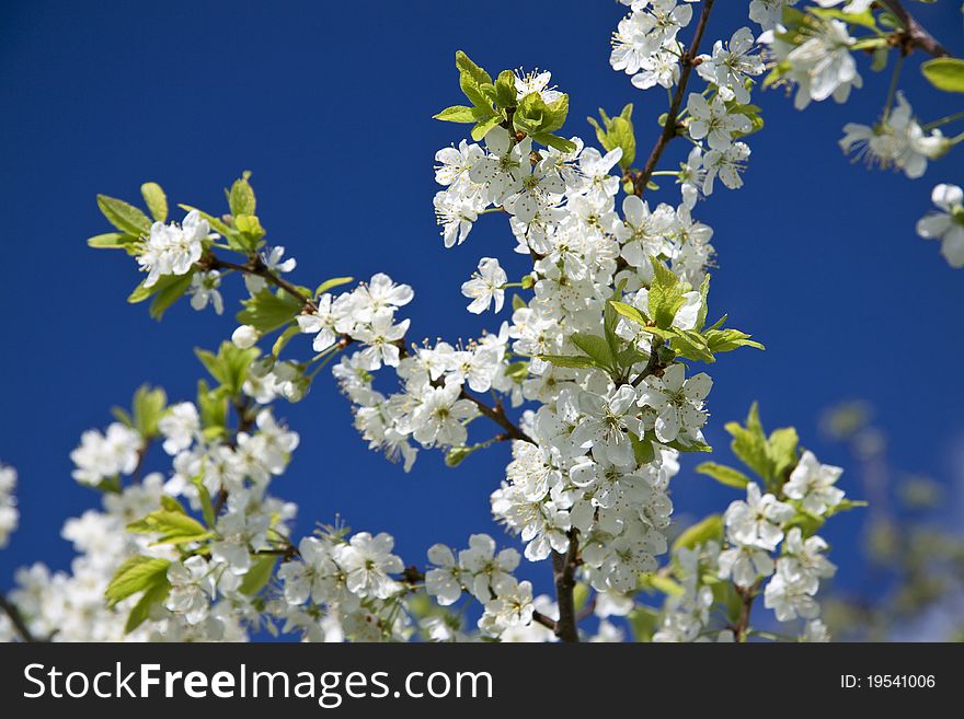 White flowers of a cherry against the dark blue sky