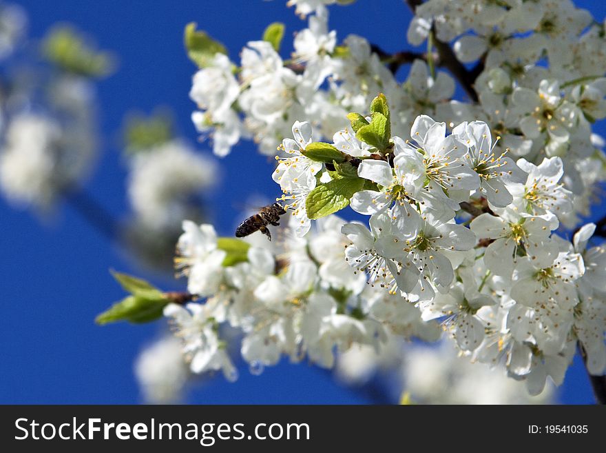 White flowers of a cherry against the dark blue sky