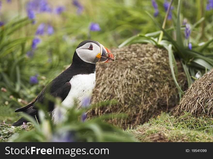 Puffin, Fratercula arctica,with nesting material at enterance to burrow on Skomer