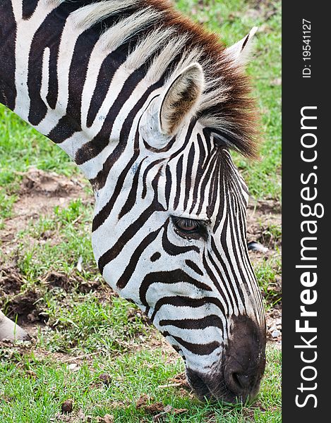 Head of zebra in green field