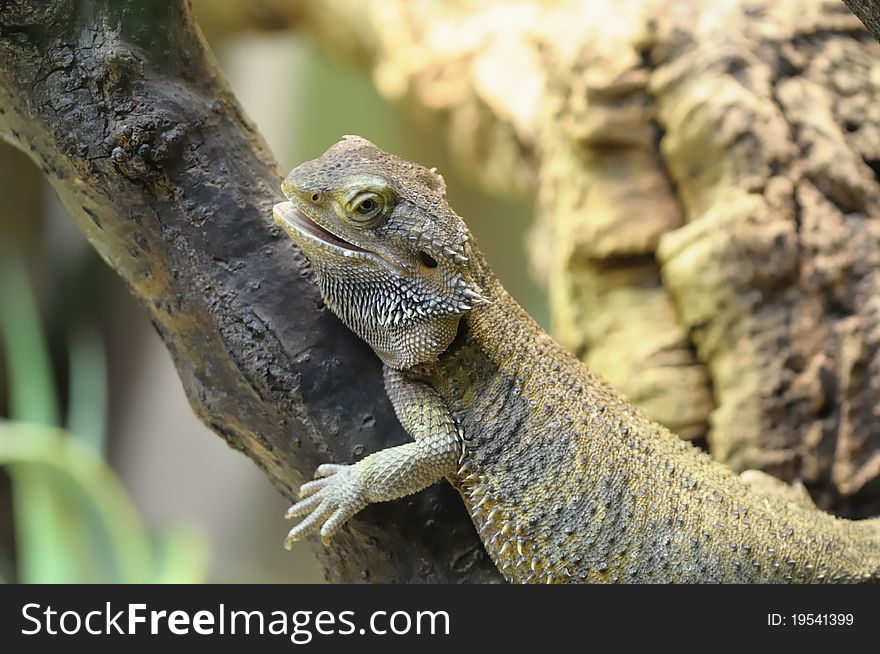 Barbed Agama - Pogona vitticeps, a little reptile living in australia.