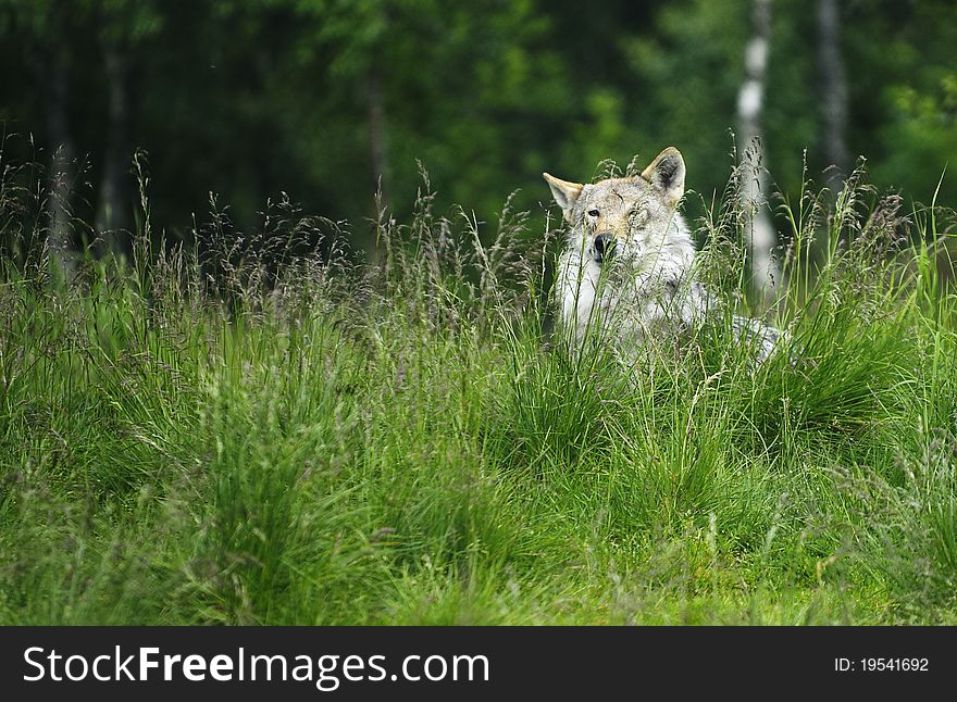 Wolf In A Grass