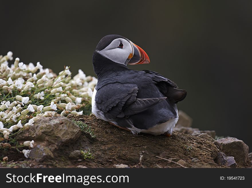 Puffin, Fratercula arctica,resting on a cliff edge on Skomer.