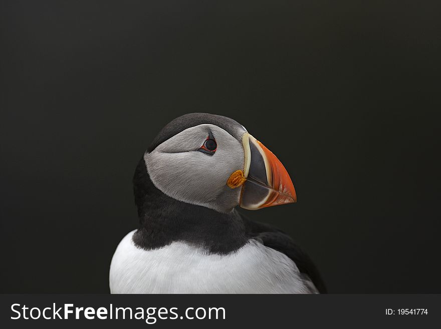Close up of a puffin facing right showing head and shoulders.