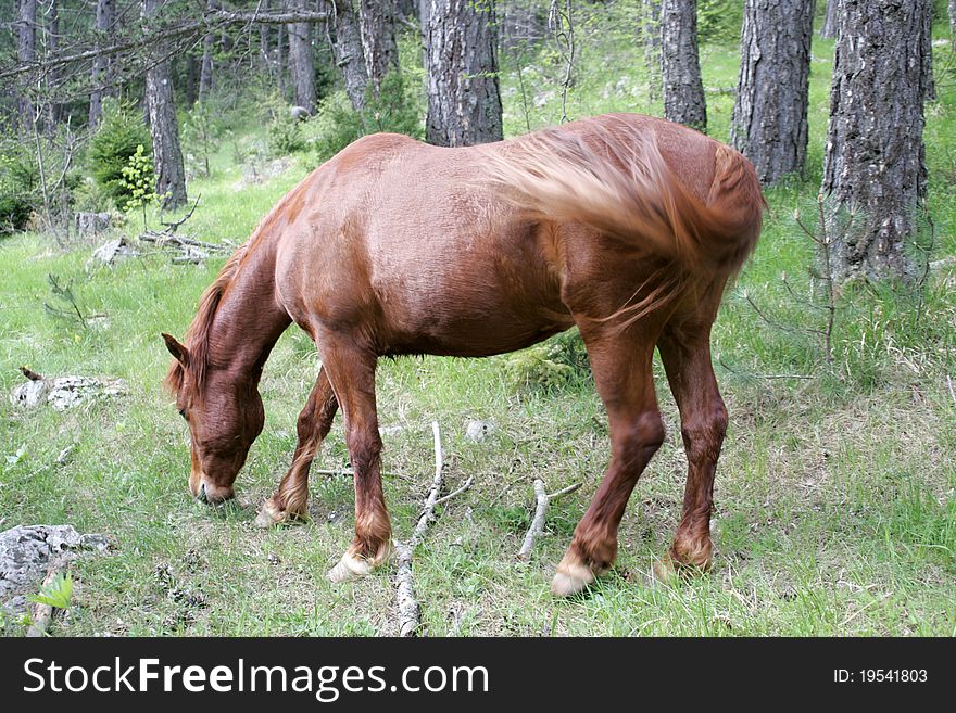 Beautiful brown horse in Bosnian mountains