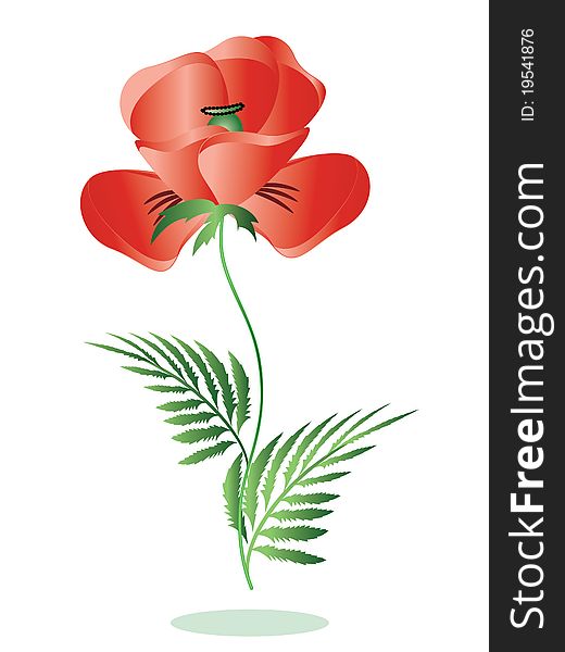 Symbol of memory red poppy