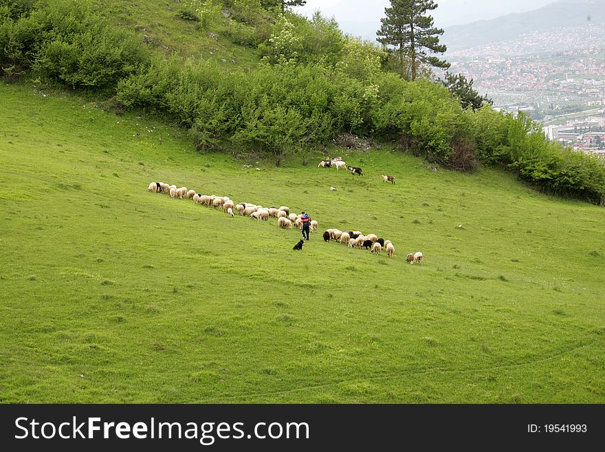 Sheeps On Meadow