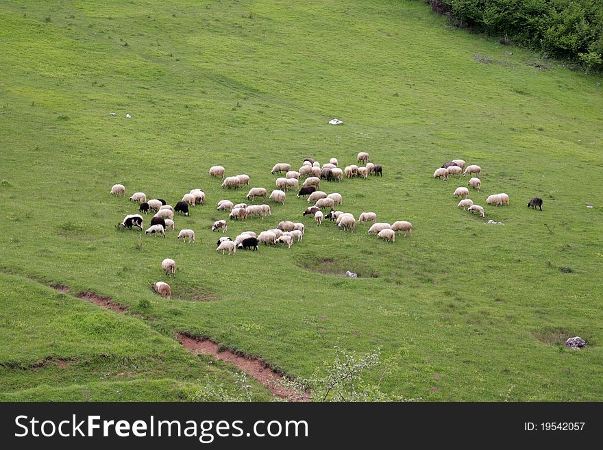 Sheeps on green meadow, Bosnia and Herzegovina. Sheeps on green meadow, Bosnia and Herzegovina