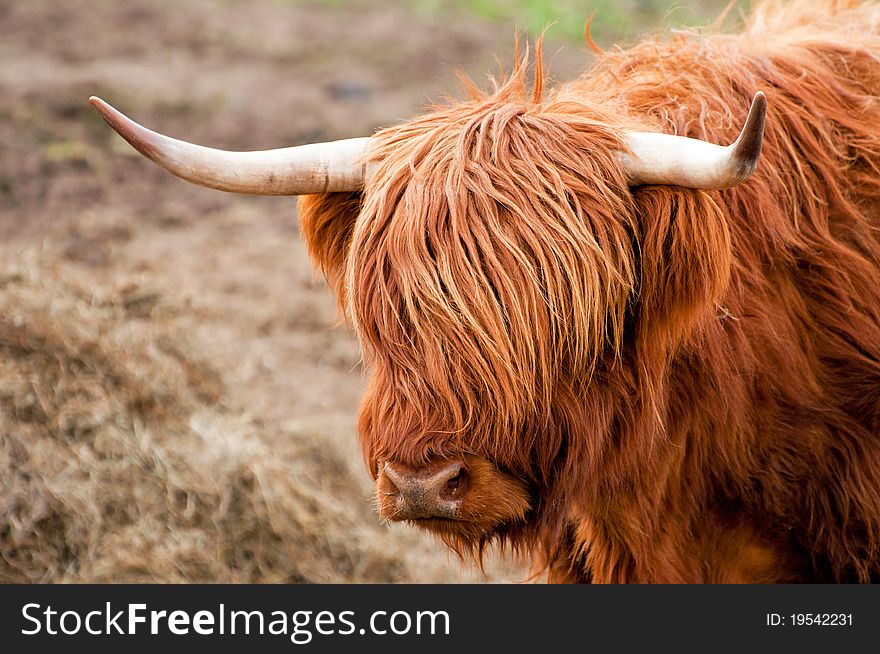 Detail of Highland cattle during the daytime.