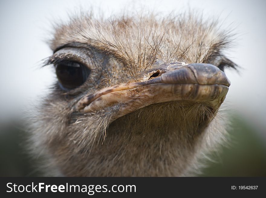 Image of an Ostrich caught in a natural reserve of Cantabria , Spain.