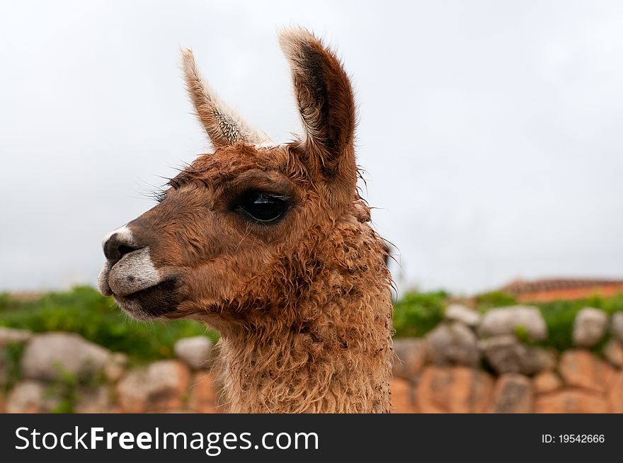 The picture of a cute llama in Peru. The picture of a cute llama in Peru