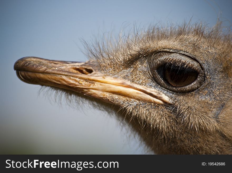 Image of an Ostrich caught in a natural reserve of Cantabria , Spain.