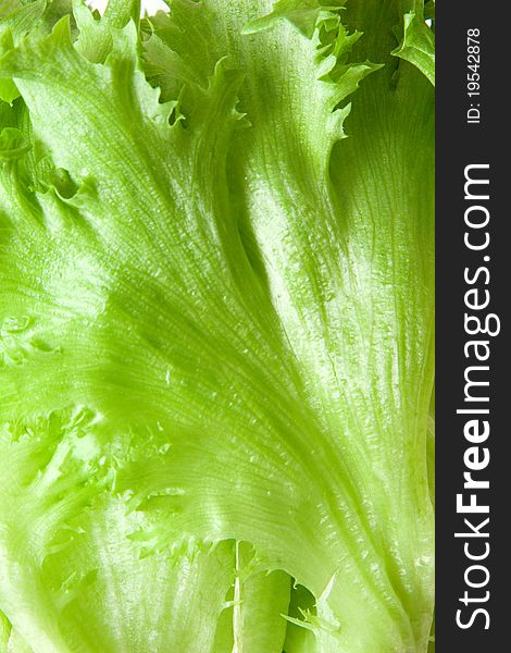 Fresh green lettuce close up.