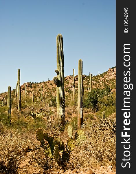 Cactus and other desert plants