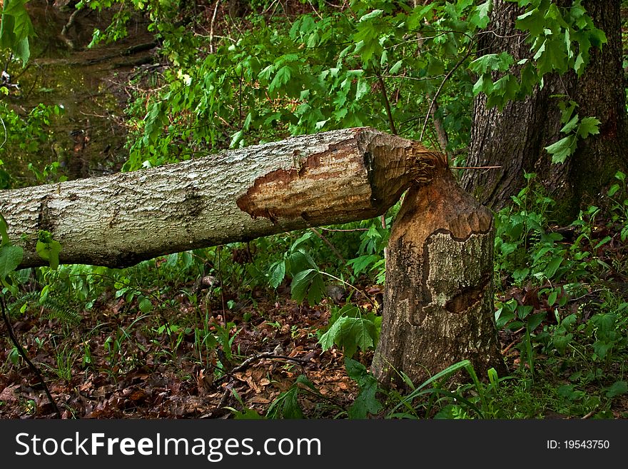 A tree that was cut down by a beaver. A tree that was cut down by a beaver.