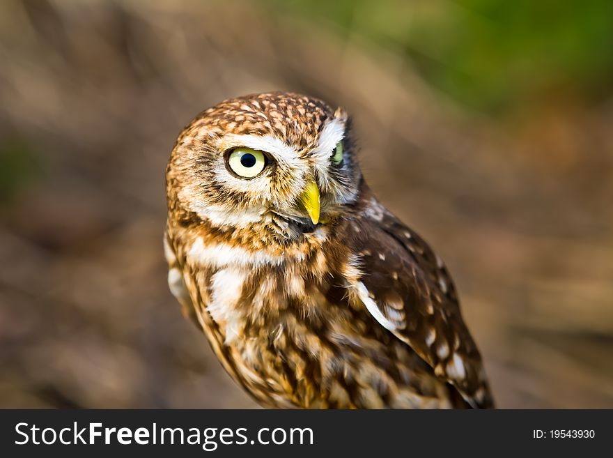 Little owl peering to its left. Little owl peering to its left