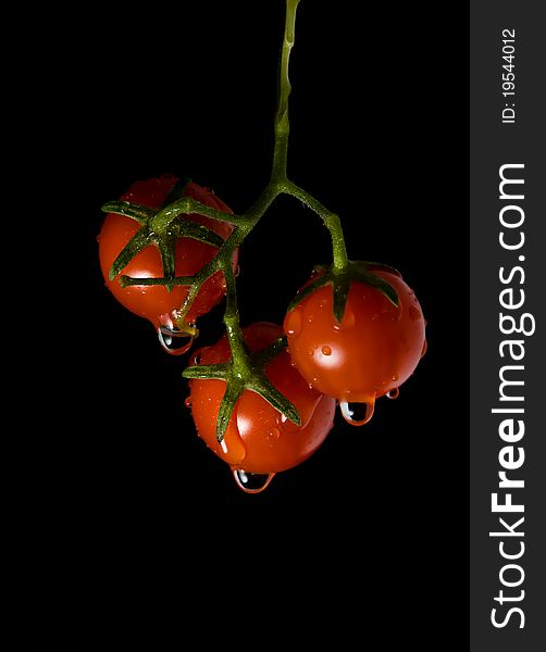 Cherry tomatoes bunch with water splashes on black background