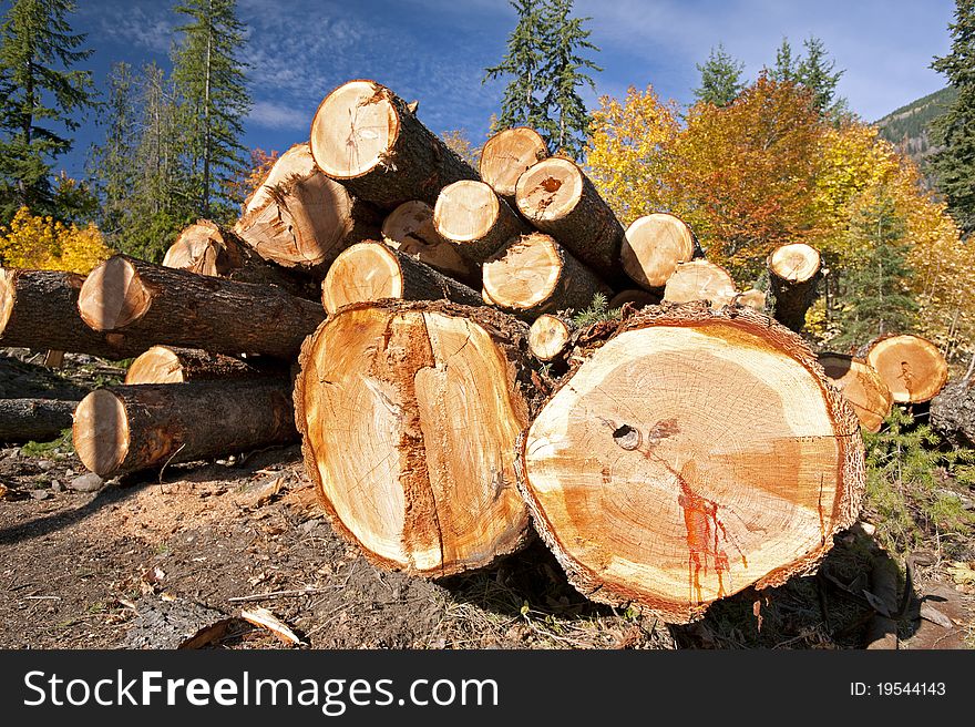 Stack of cut logs in forest