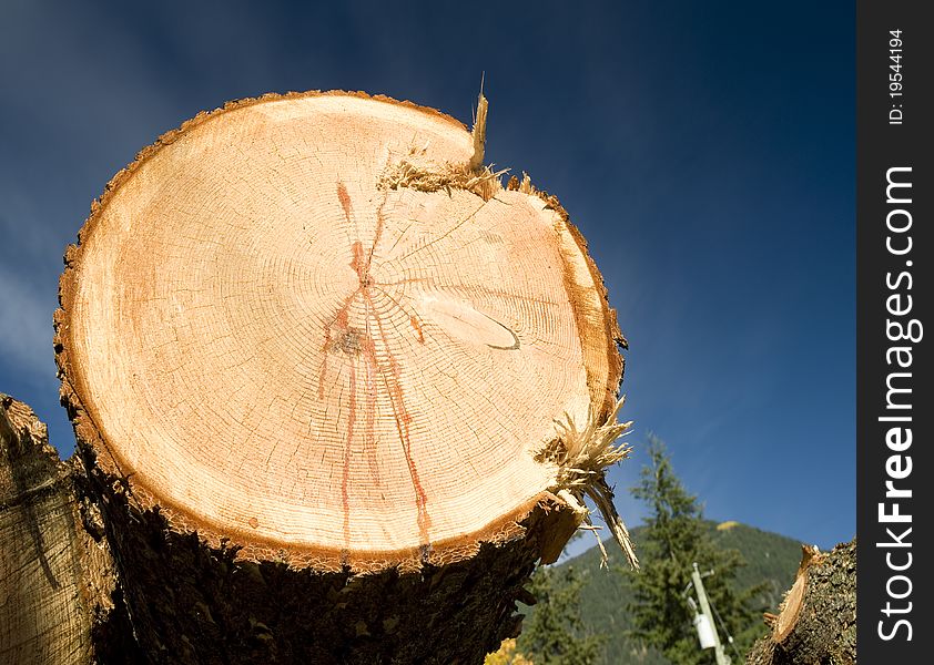 Close up of cut log in forest